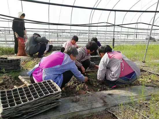 好品種才能保證十幾年高收入:盛豐苗發(fā)往河南基地