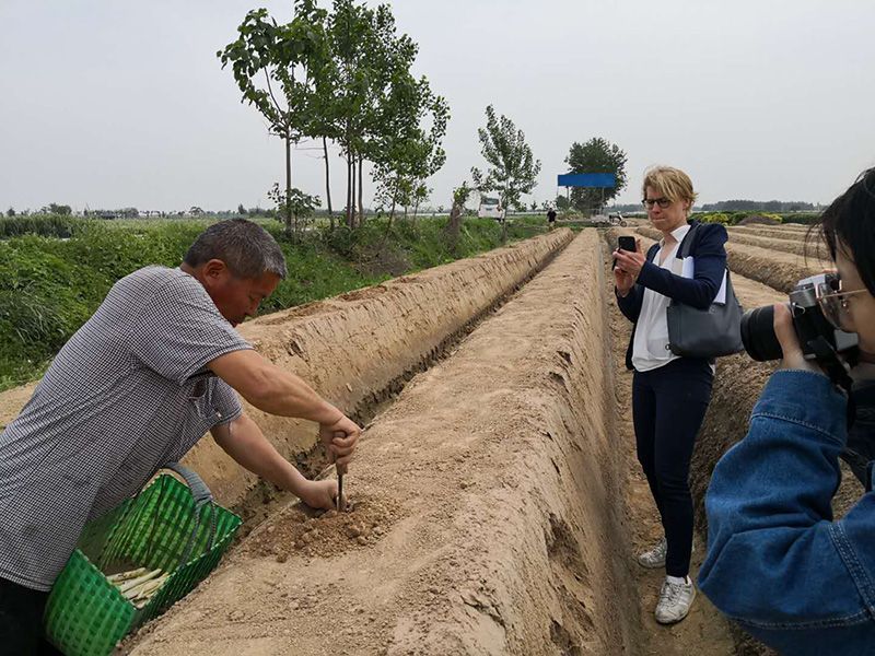 蘆筍種植的施肥方法對(duì)蘆筍有什么影響